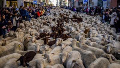 Отары овец вернулись на улицы Мадрида - ru.euronews.com - Россия - Узбекистан - Польша - Испания - Таджикистан - Афганистан - Мадрид