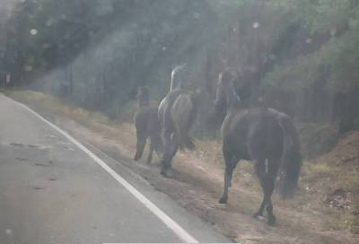 На проезжую часть в Сосновом Бору выбежали кони