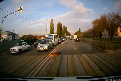 Воронежская собака научилась правильно переходить дорогу: видео