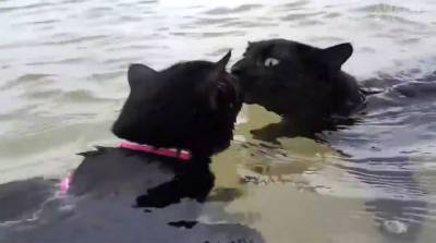 Коты-пловцы охладились в море и покорили интернет (Видео)