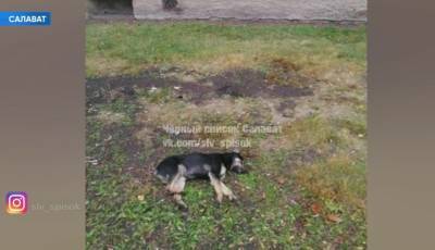 В Башкирии щенка сбросили с 9 этажа