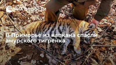 В Приморском крае спасли амурского тигренка, угодившего лапой в капкан
