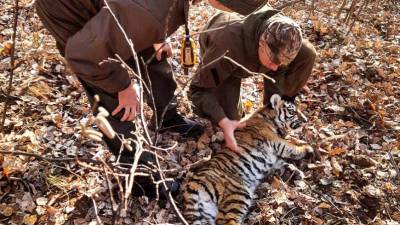 В Приморье из капкана спасли амурского тигренка
