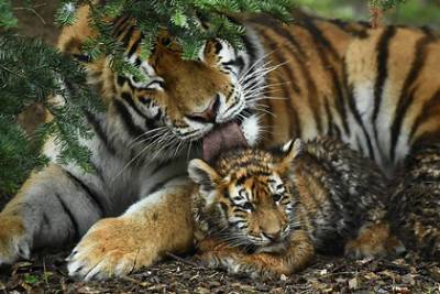 В Приморье спасли из капкана трехмесячного амурского тигренка
