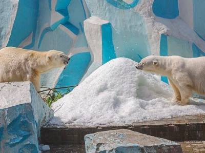 В Новосибирском зоопарке белые медведи Кай и Герда готовятся к зиме