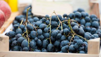 Кладезь витаминов и микроэлементов: ученые рассказали о пользе винограда