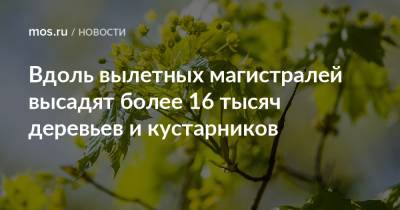 Петр Бирюков - Вдоль вылетных магистралей высадят более 16 тысяч деревьев и кустарников - mos.ru - Москва