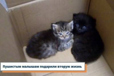 В Ярославской области сотрудники МЧС спасали котиков