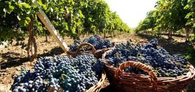 В 2022 году на Ставрополье планируют увеличить поддержку виноградарства в два раза