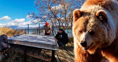 В России медведи начнут взвешиваться самостоятельно