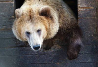 Круглощекая медведица Матрена сразила наповал пользователей Сети