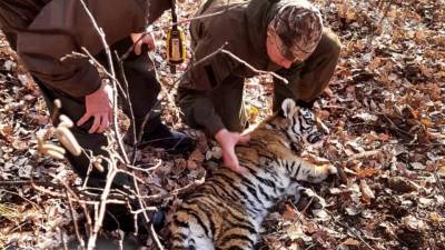 В Приморском крае спасли амурского тигренка, который угодил в капкан