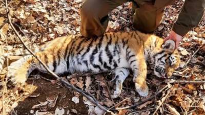 Жители Приморья спасли из капкана трехмесячного детеныша амурского тигра