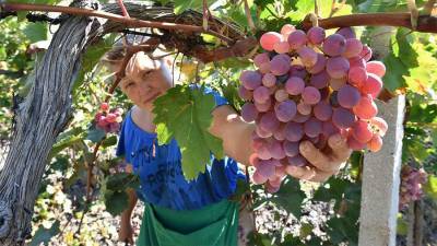 Эксперты рассказали о полезных свойствах винограда