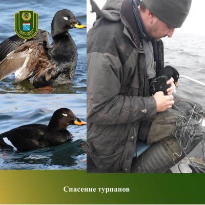 В Кировском районе спасли редких черных уток, которые запутались в рыболовных сетях