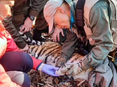 В Приморском крае спасли попавшего в капкан амурского тигренка в возрасте 4-х месяцев – Учительская газета