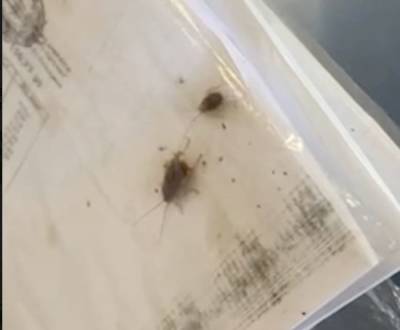 Прокуратура нашла мертвых тараканов и мух в уральском садике, на который жаловались жители