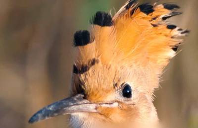 5 редких видов птиц Беларуси. Посмотрите, как они выглядят и где их можно встретить!