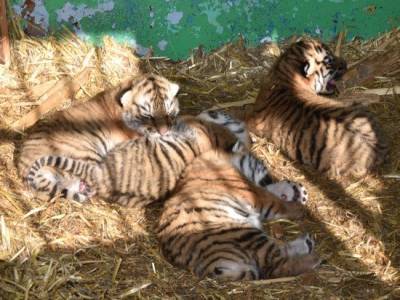 Трехмесячного амурского тигра удалось спасти из капкана в Приморье