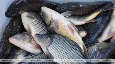 Двое жителей Ольшан рыбачили с помощью остроги
