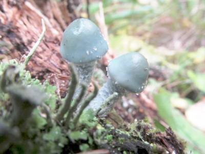 В Челябинской области обнаружили «инопланетные» грибы