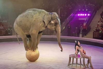 В Саратове принцессой цирка стала дрессировщица слонов