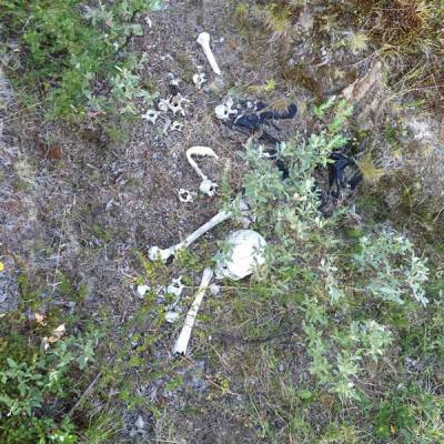 Жуть: в Нижнем Тагиле в лесу нашли останки нескольких человек