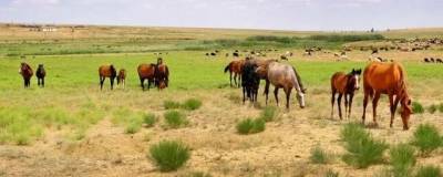 Прародиной домашних лошадей по анализу ДНК названа Причерноморская степь