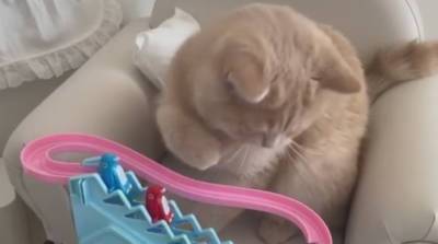 Максимальная милота: детская игрушка заворожила котика и прославила его в сети (Видео)