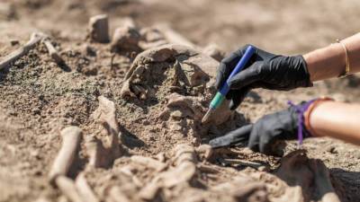 Останки средневековых коров обнаружили археологи в Тульской области