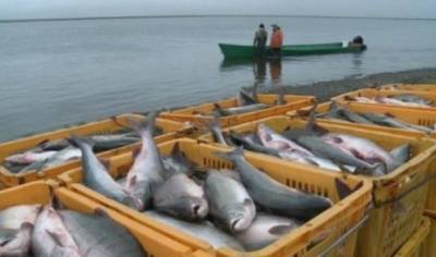 Промышленный вылов рыбы в Днепре увеличился на 13% — Госрыбагентство - hubs.ua - Украина