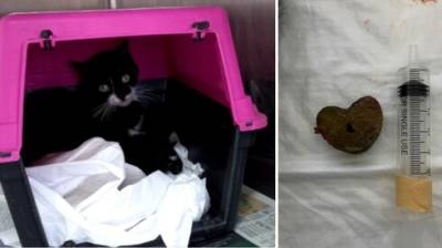 В Ришон ле-Ционе спасли котенка с застрявшим в кишках сердцем