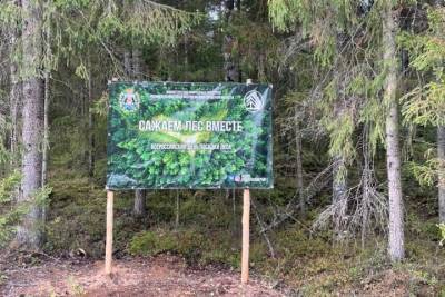 В Новгородской области высадили почти 3300 га леса