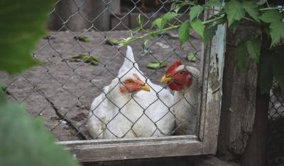 На тюменской птицефабрики «Пышминская» отменили карантин