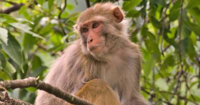 Ученые выяснили, что сперматозоиды обезьян могут помочь в лечении человеческого бесплодия