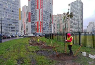 Более 60 деревьев черемухи высадили на улицах Кудрово