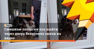 Смешные попытки пса выйти через дверь без стекла сняли на видео