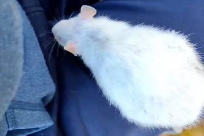 Одну из крыс, которую нашли в тверских каменоломнях, пришлось усыпить