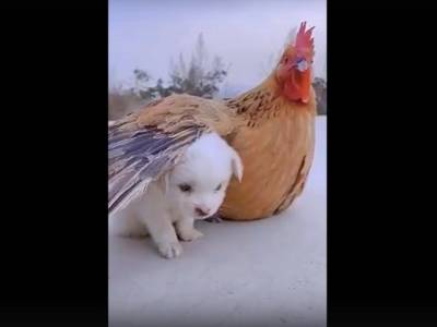 Дружба щенка с курицей умилила пользователей Сети