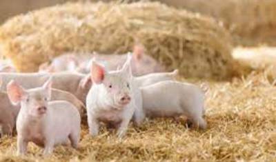 Вокруг очага чумы в Пермском крае уничтожат все поголовье свиней