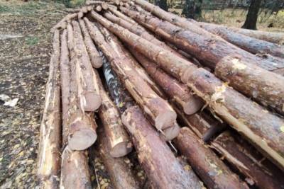 В Жердевском районе нашли незаконного рубщика леса
