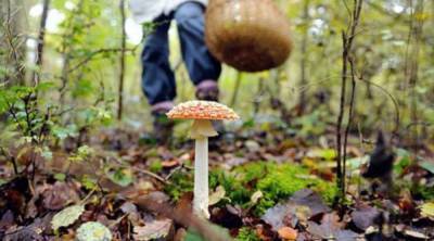 В Харьковской области три человека отравилось грибами