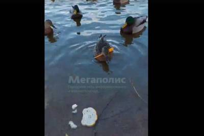 В Петербурге снова обнаружили легендарную утку со стрелой в голове