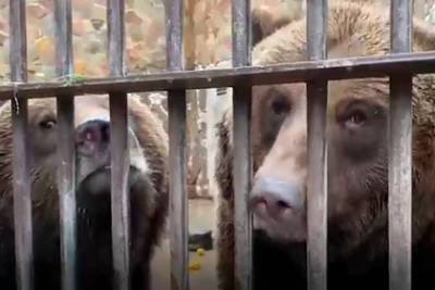 В нижегородском зоопарке медведей подготовили к зимней спячке