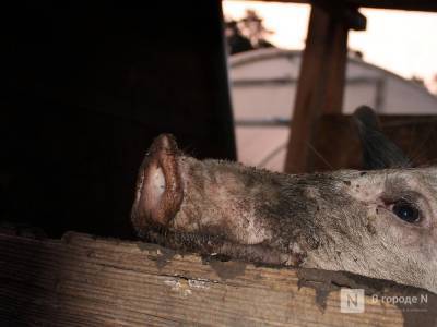 Массовая вспышка африканской чумы свиней выявлена в Сосновском районе