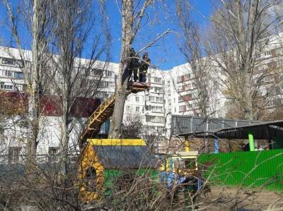 В Ульяновске за прошедшую неделю спилили почти 300 деревьев