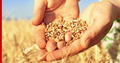 Цены на российскую пшеницу достигли рекордных значений