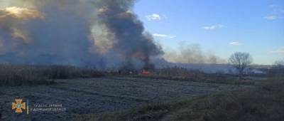 В Донецкой области горело камышовое поле площадью 4 га (фото)