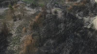 В Воронежской области взлетел спрос на горелый лес
