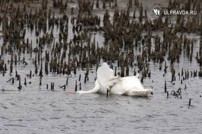 В Ульяновской области убили краснокнижных белых лебедей. Правоохранители ищут виновных
